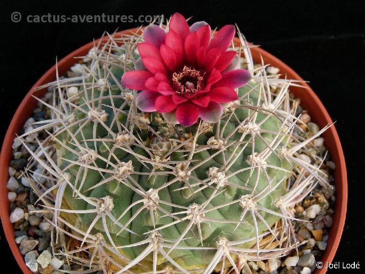 Gymnocalycium oenanthemum tillianum P1020810